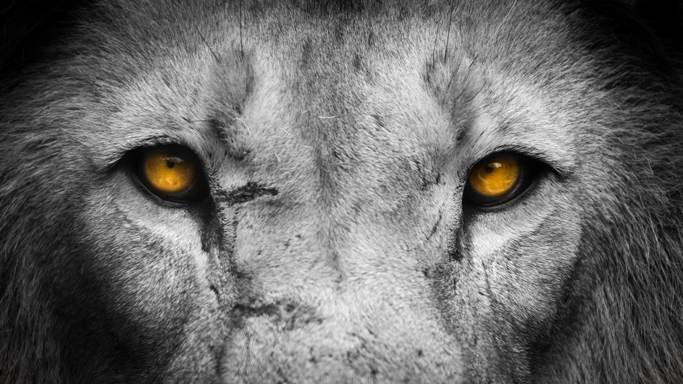 Close-up of a lion’s eyes